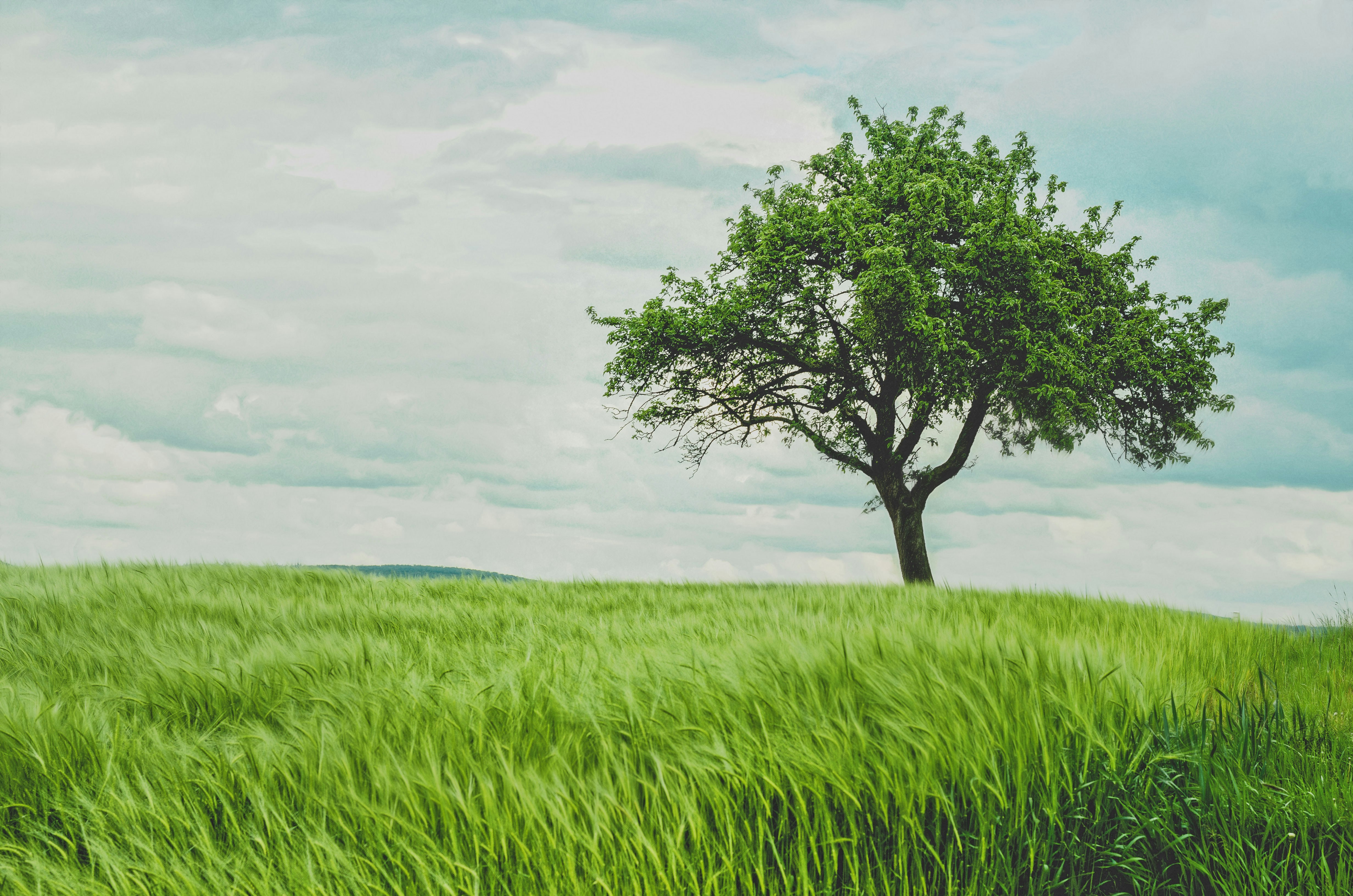 A single tree on a windswept field — the kid in the tree